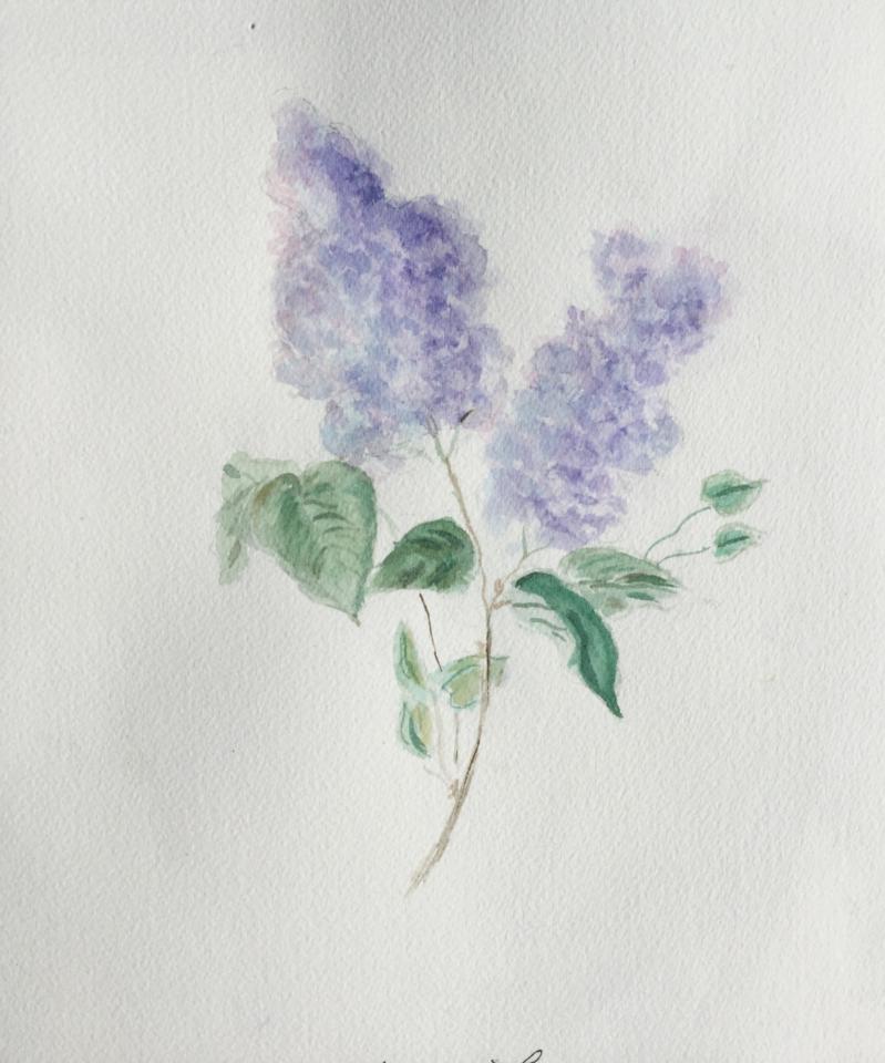 Martha R. Lang - Watercolors - Lilacs