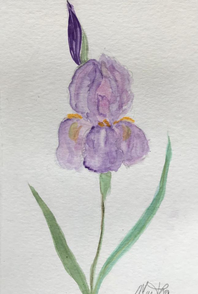 Martha R. Lang - Watercolors - Purple Iris