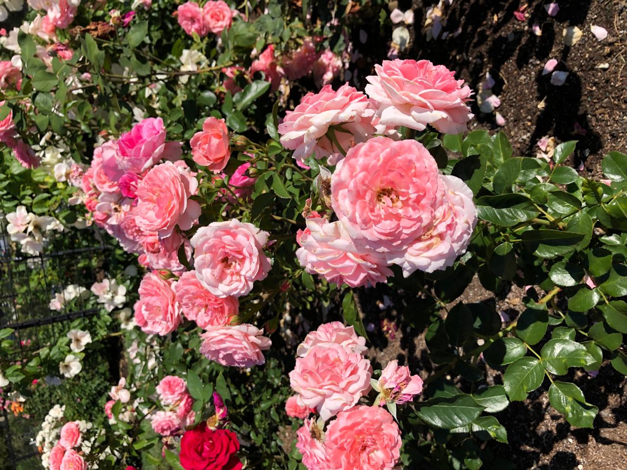 Martha R. Lang - Photography - Roses