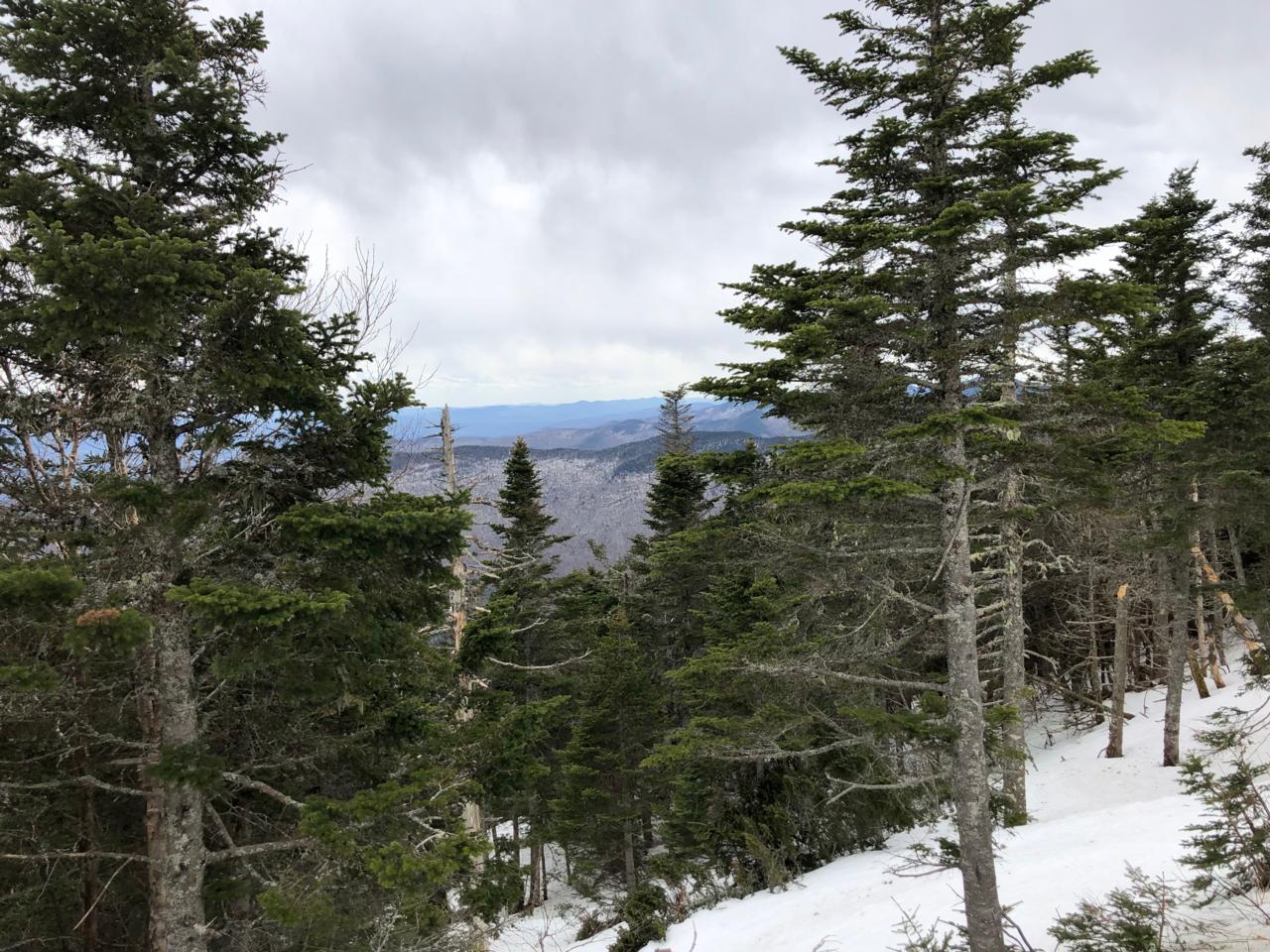 Skiing in the Woods