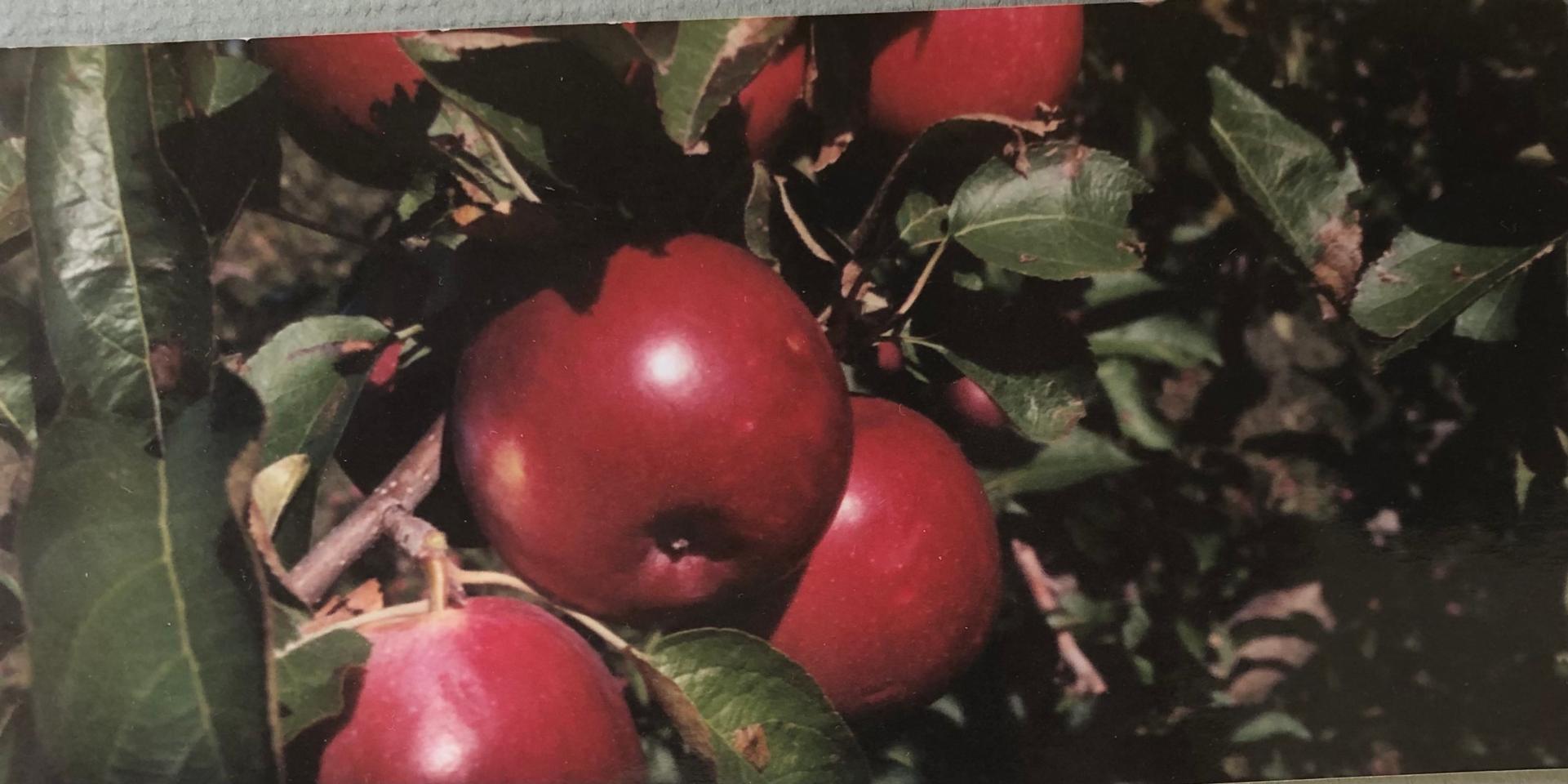 Martha R. Lang - Photography - Apples