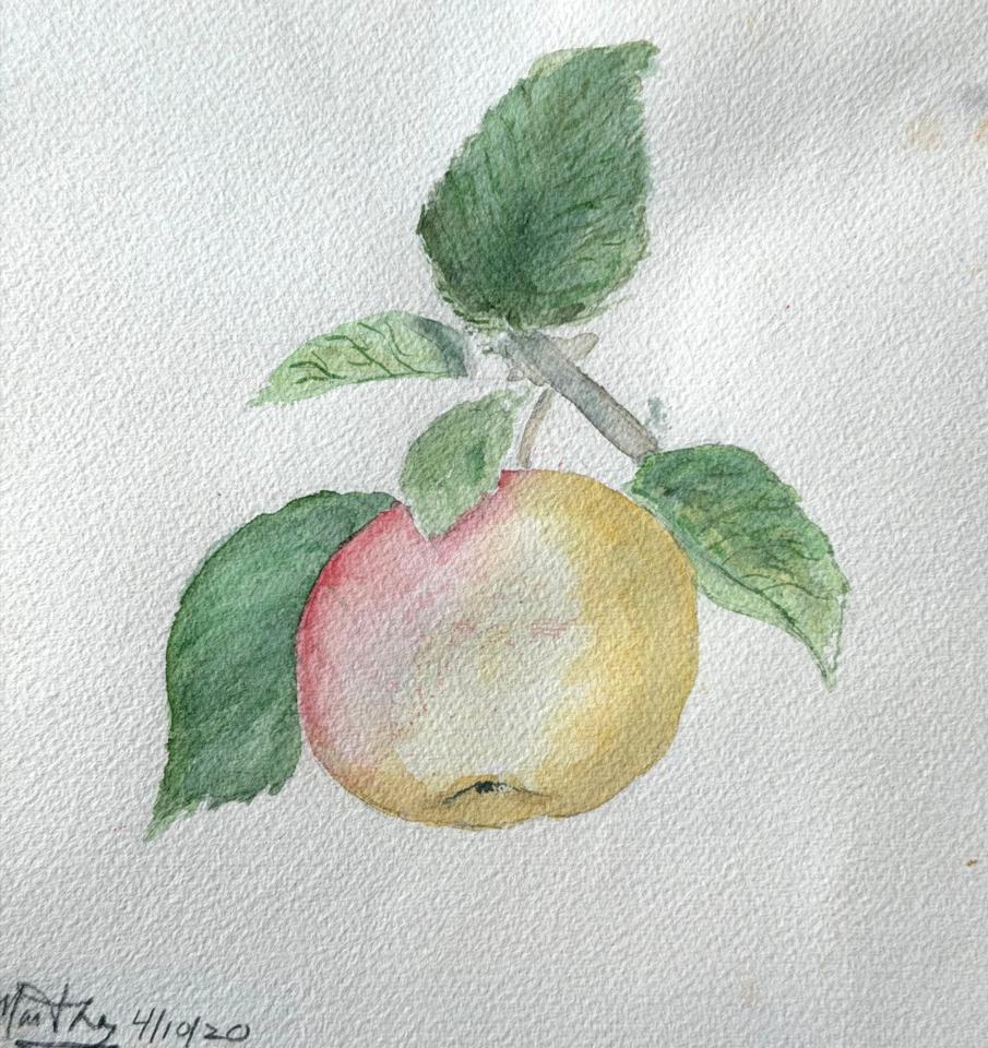 Martha R. Lang - Watercolors - Apple