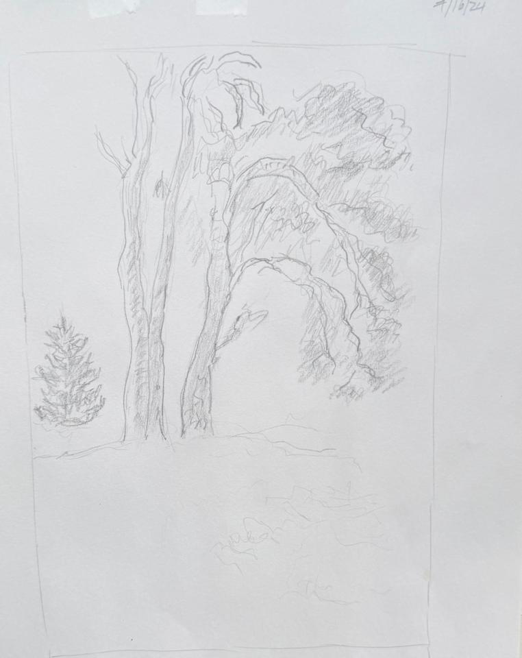 Martha R. Lang - Sketches - Tall Trees