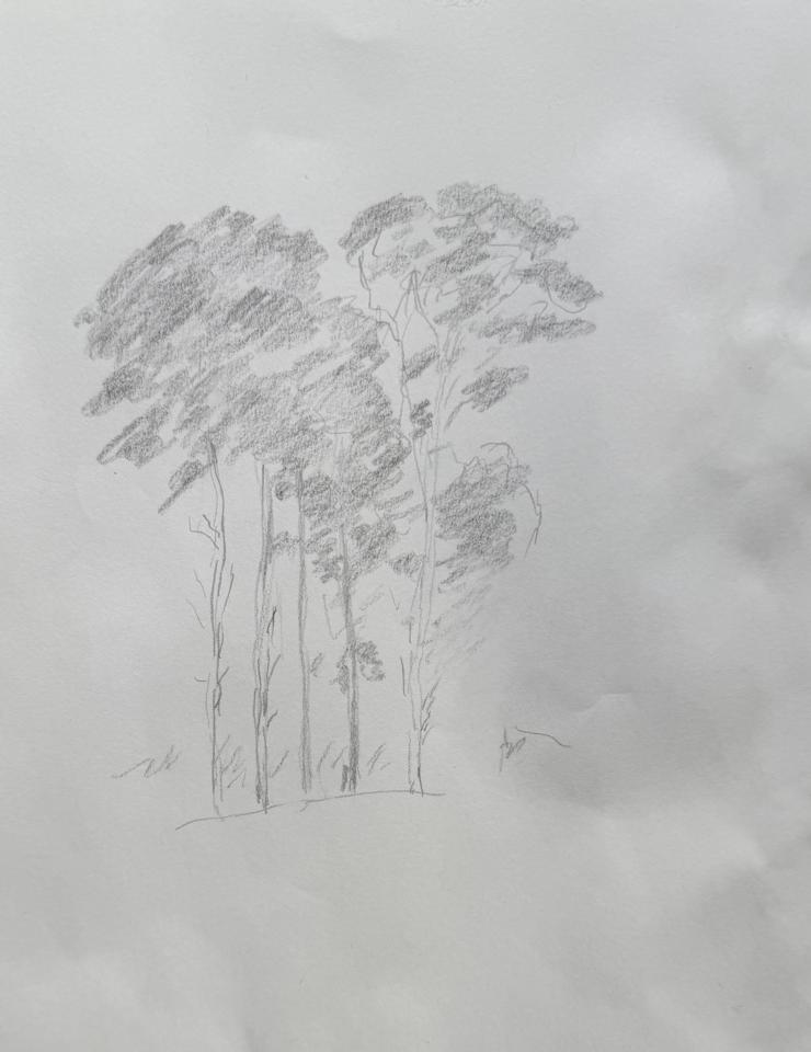 Martha R. Lang - Sketches - Tall Trees with Leaves