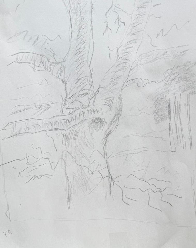 Martha R. Lang - Sketches - Tree Trunk
