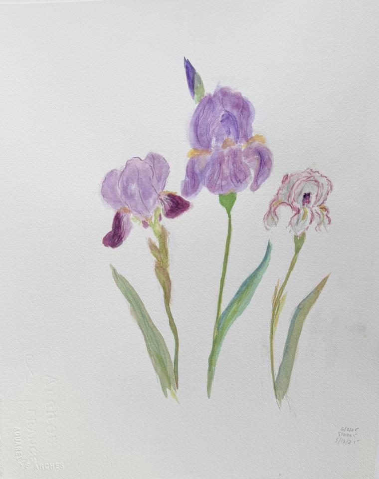 Martha R. Lang - Watercolors - Three Irises