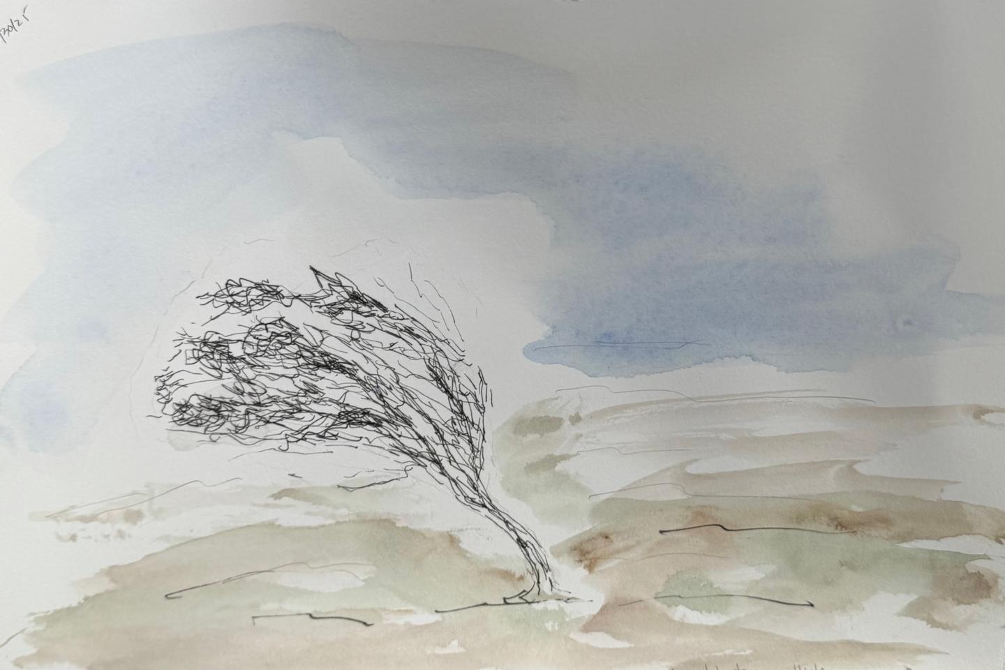 Martha R. Lang - Watercolors - Windswept Tree