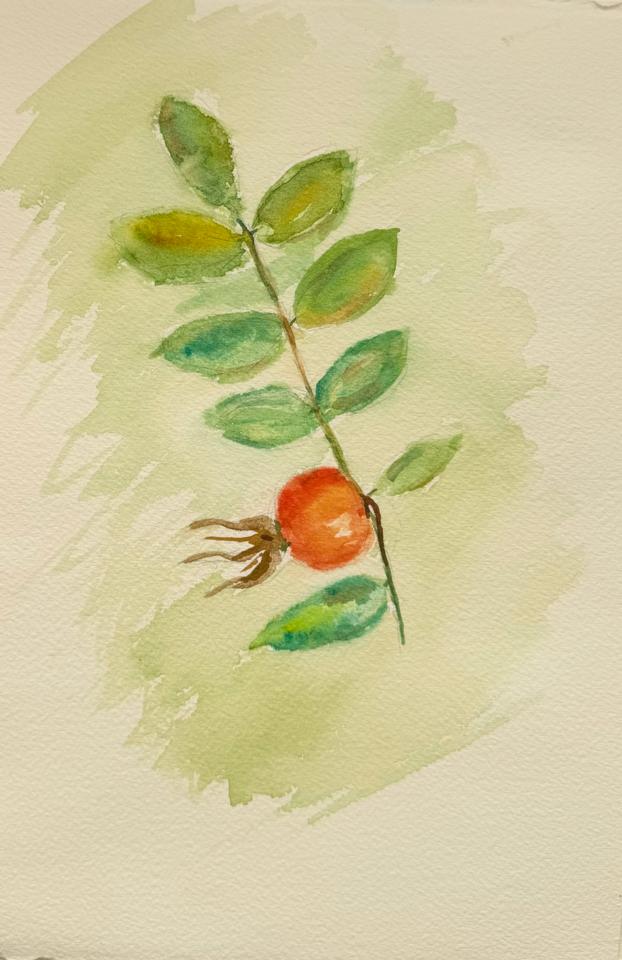 Martha R. Lang - Watercolors - Rose Hip Branch